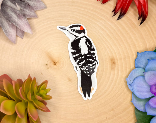 Hairy Woodpecker Sticker