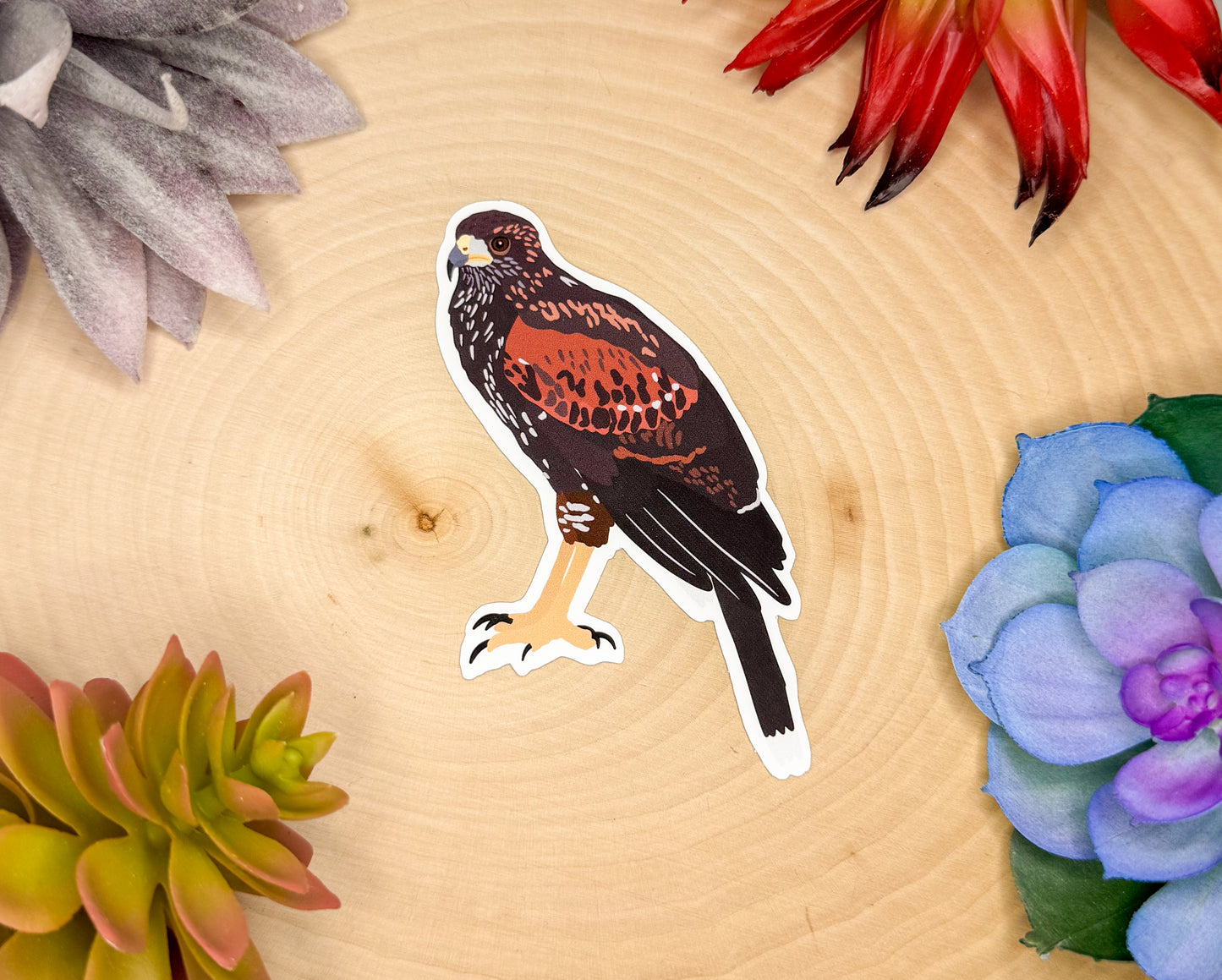 Harris's Hawk Sticker