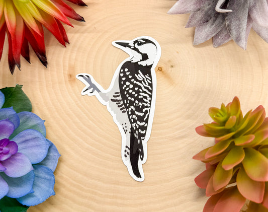 Red Cockaded Woodpecker Sticker