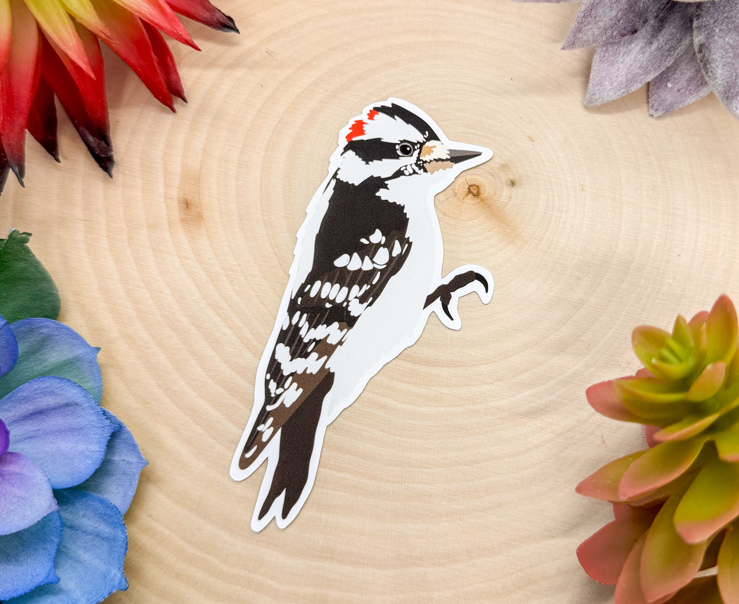 Downy Woodpecker Sticker