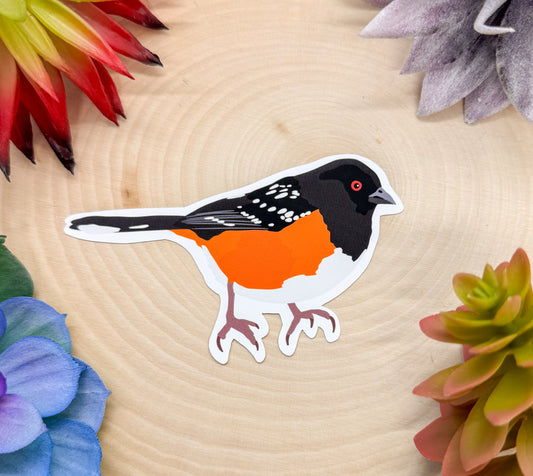 Spotted Towhee Sticker