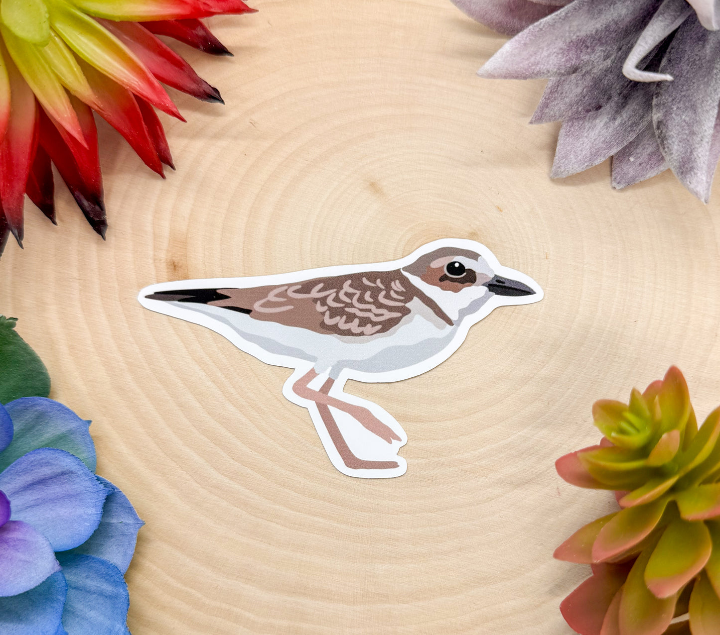 Wilson's Plover Sticker