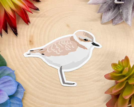 Snowy Plover Sticker