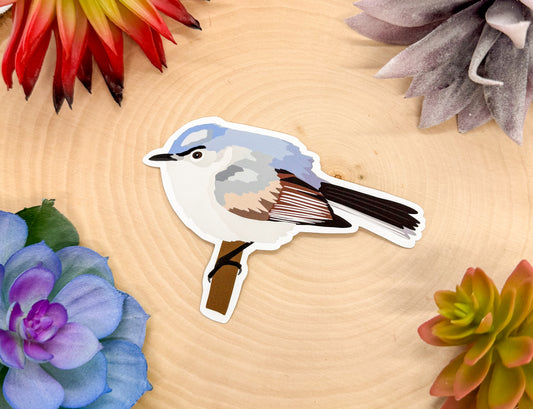 Blue Gray Gnatcatcher Sticker