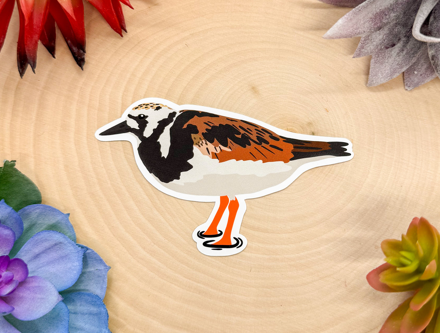 Ruddy Turnstone Sticker