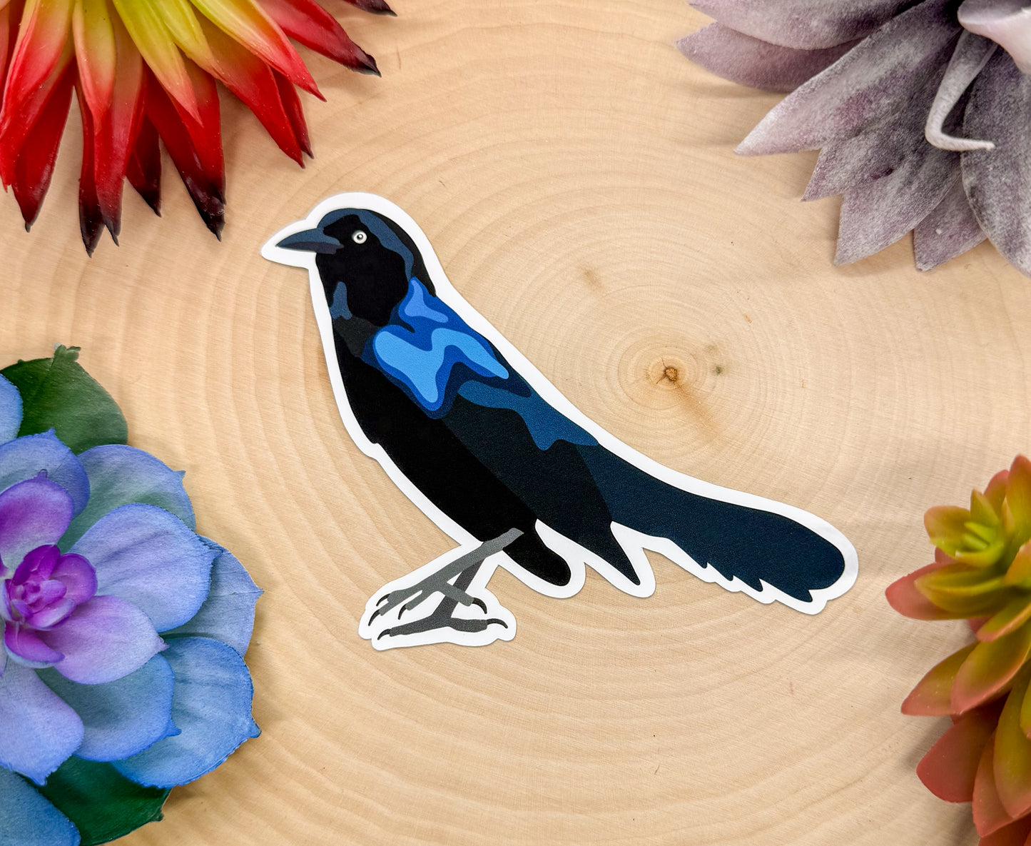 Boat Tailed Grackle Sticker