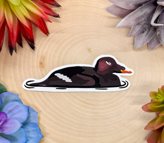 White Winged Scoter Sticker