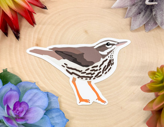 Louisiana Waterthrush Sticker