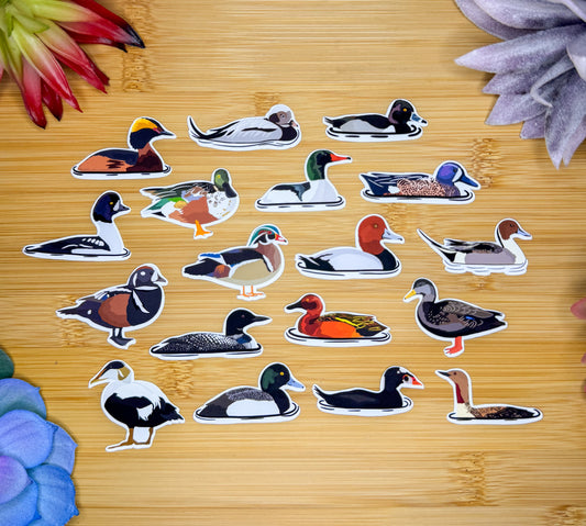 Mini Duck Sticker Pack 1