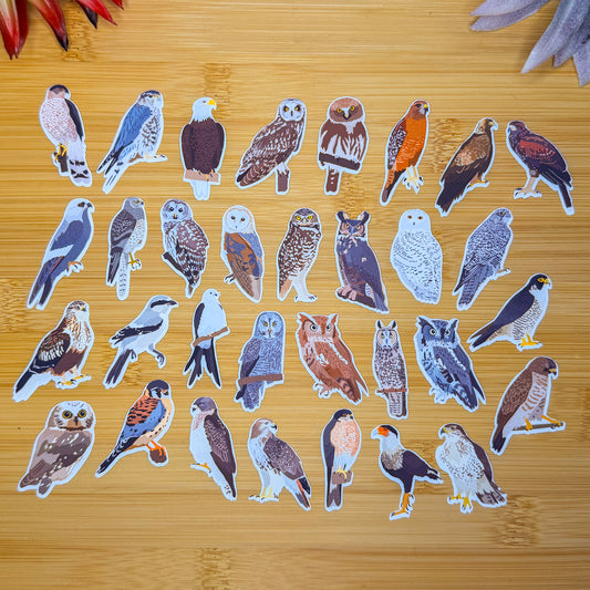 Mini Birds of Prey Sticker Pack