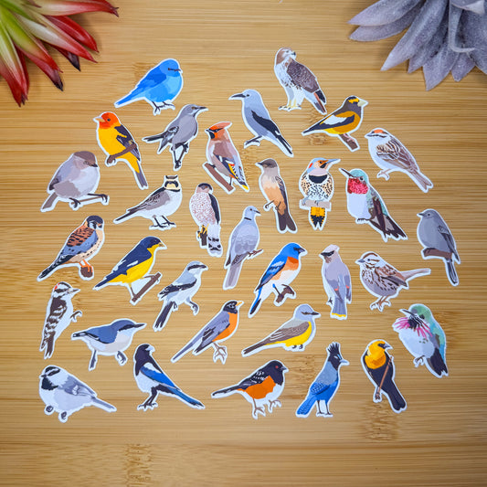 Mini Mountain Backyard Birds Sticker Pack