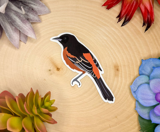 Orchard Oriole Sticker