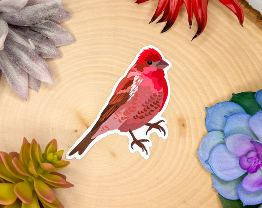 Purple Finch Sticker