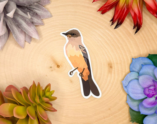 Say's Phoebe Sticker