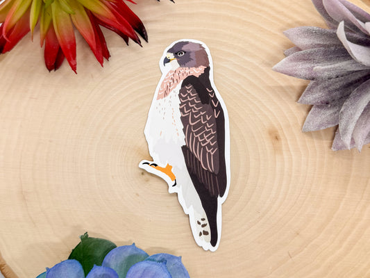 Swainsons Hawk Sticker