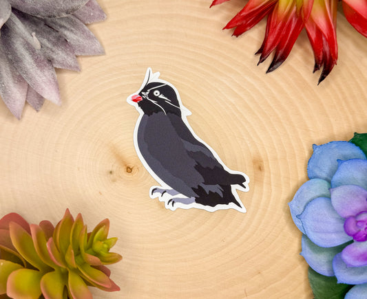 Whiskered Auklet Sticker