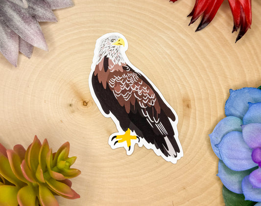 White Tailed Eagle Sticker