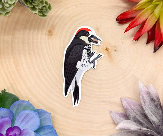 Acorn Woodpecker Sticker
