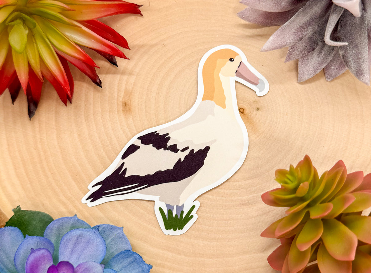 Short Tailed Albatross Sticker – Kali Bear Co.