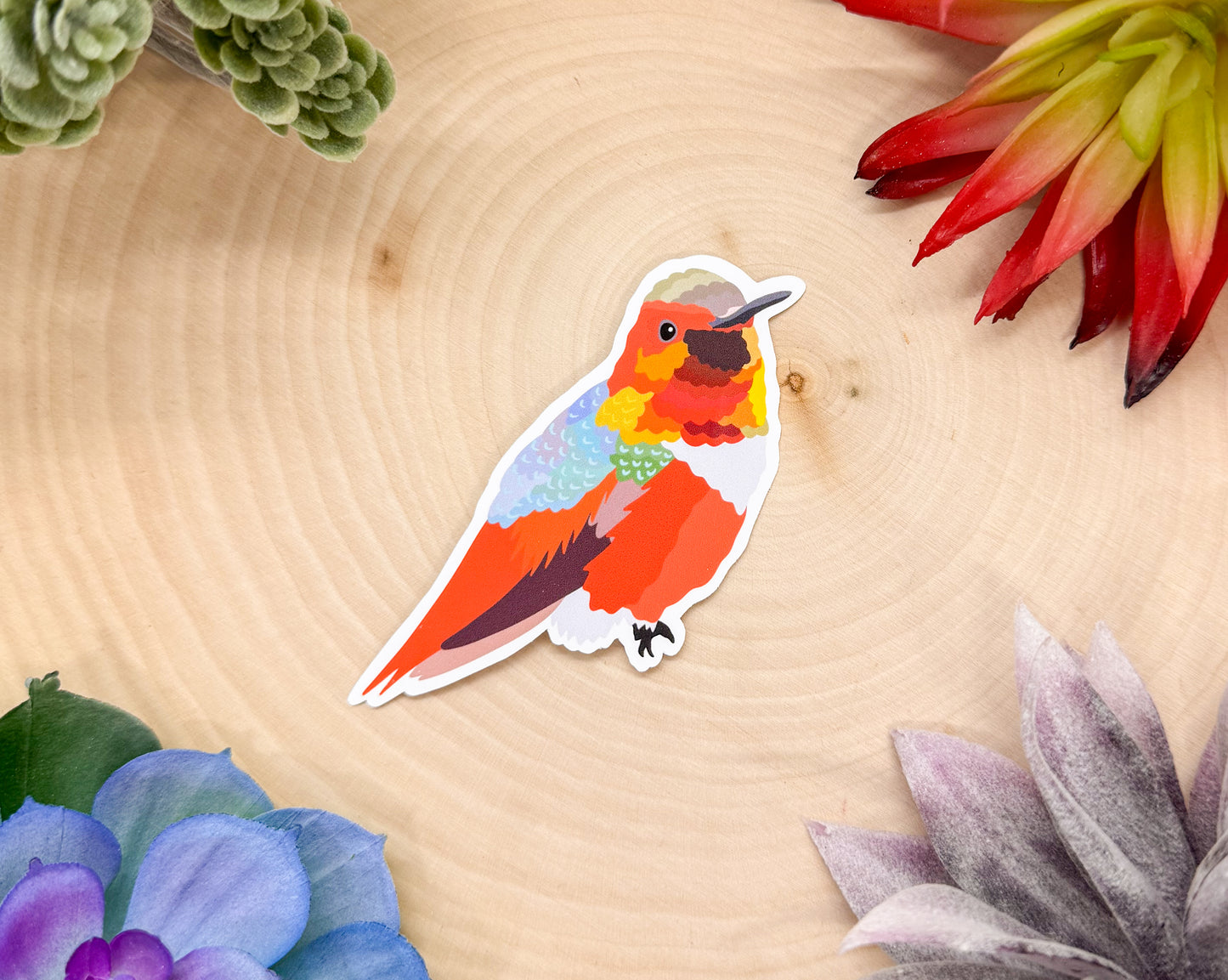Allen's Hummingbird Sticker