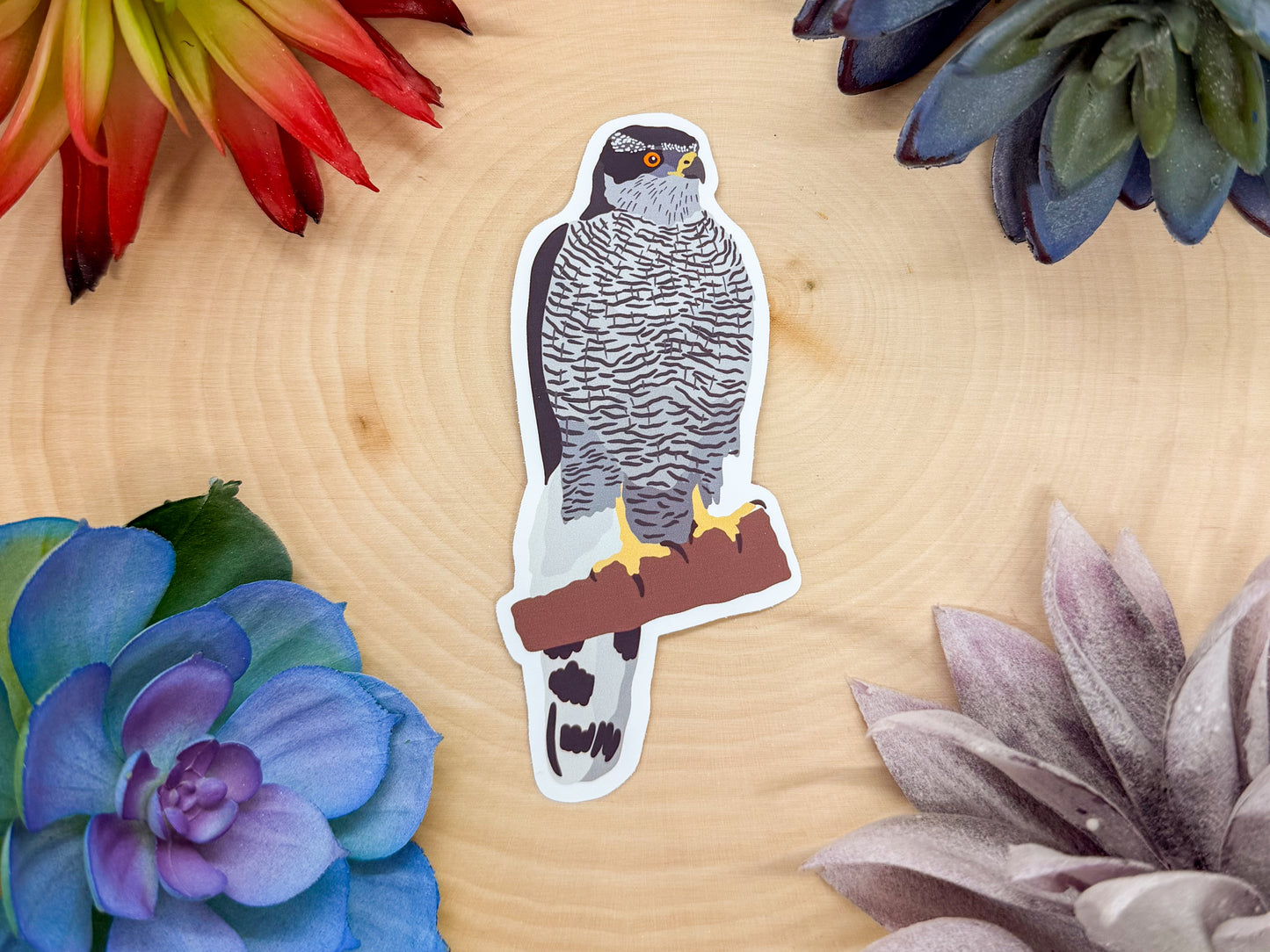 American Goshawk Sticker