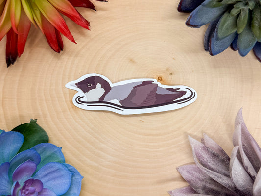 Ancient Murrelet Sticker