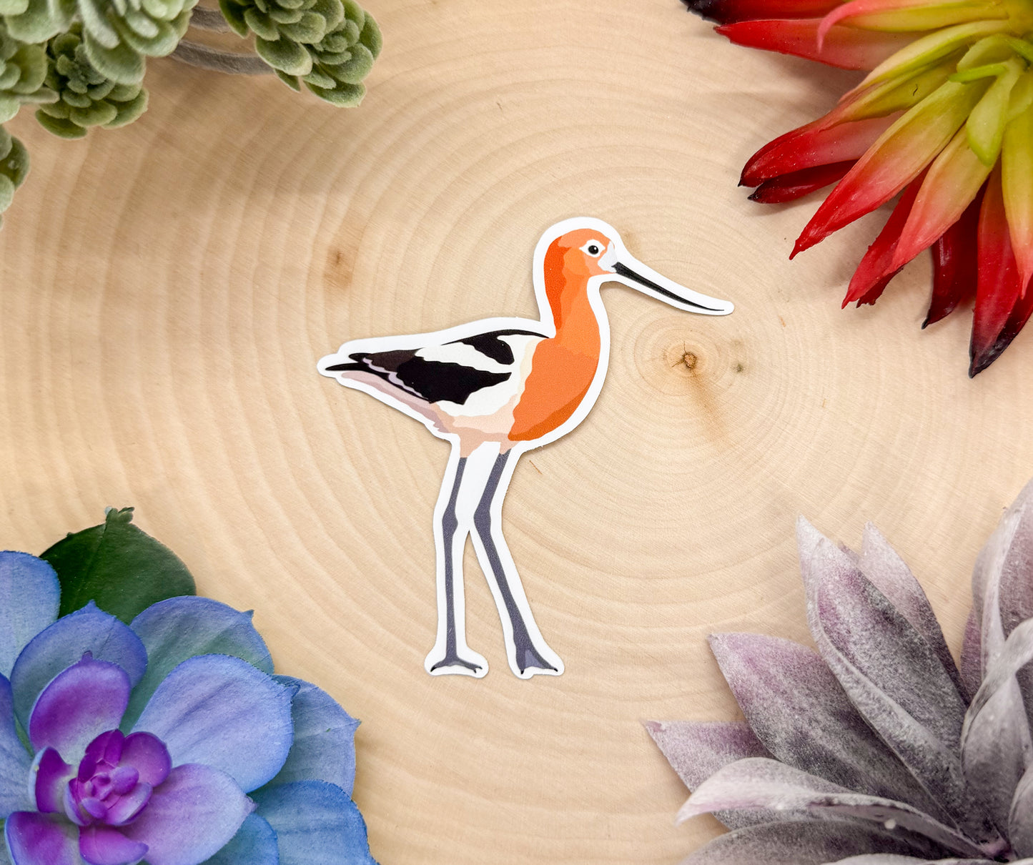 American Avocet Sticker