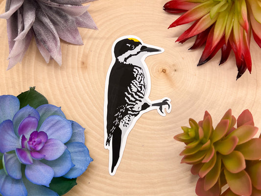 Black Backed Woodpecker Sticker