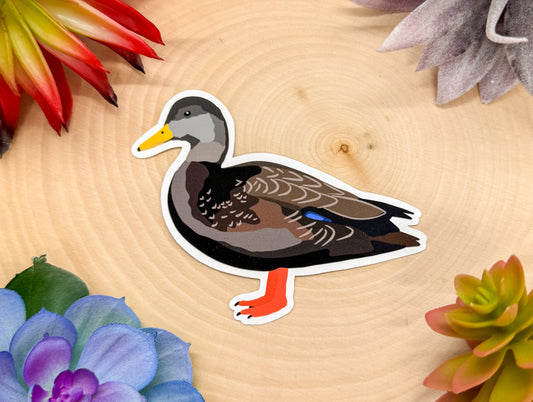 American Black Duck Sticker
