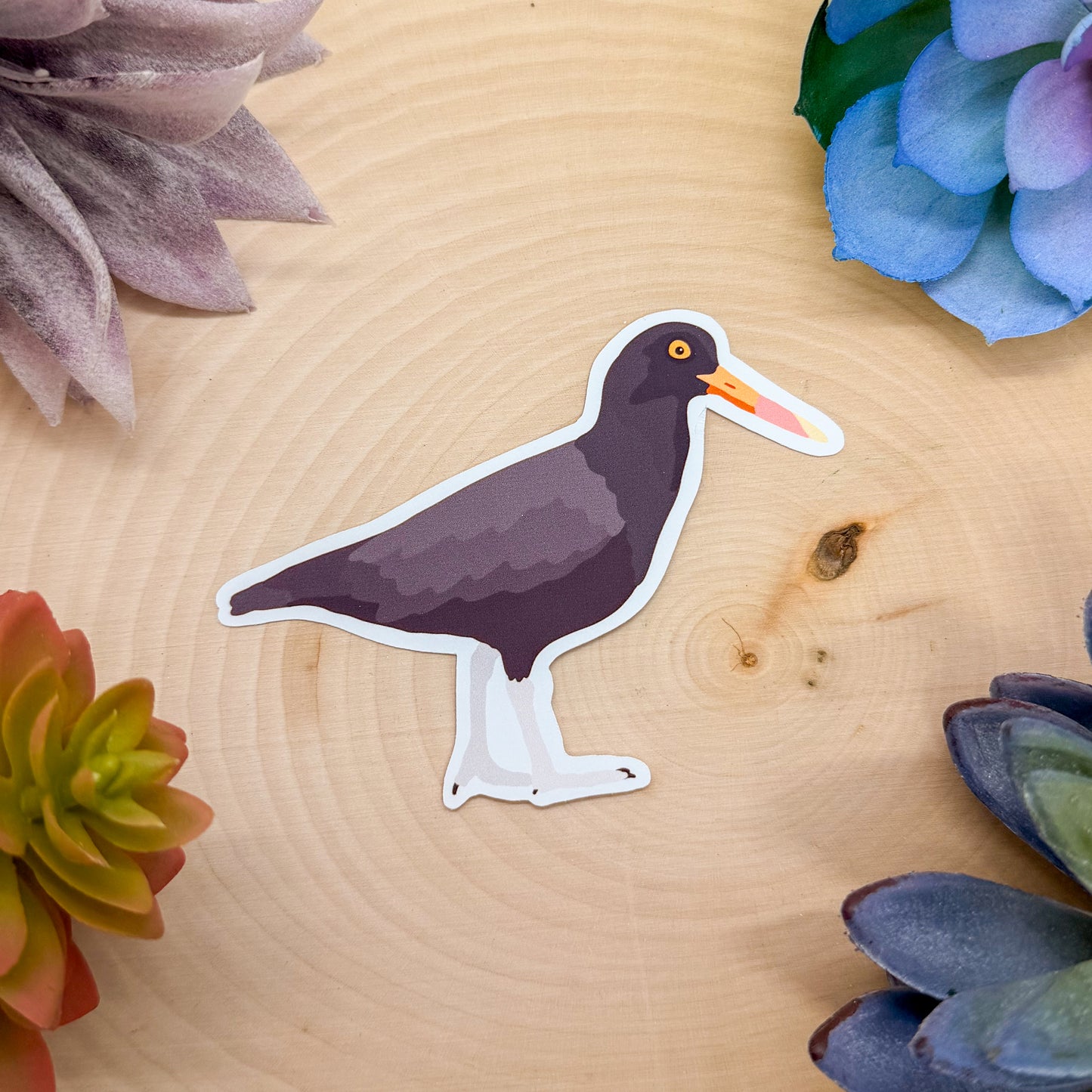 Black Oystercatcher Sticker