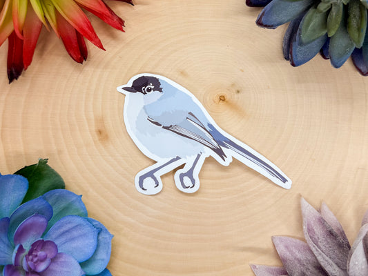 Black Tailed Gnatcatcher Sticker