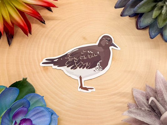 Black Turnstone Sticker