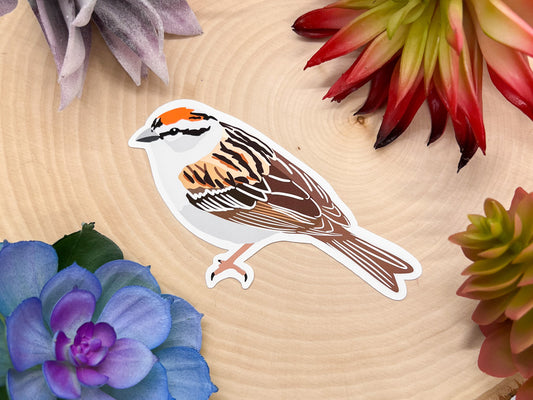 Chipping Sparrow Sticker