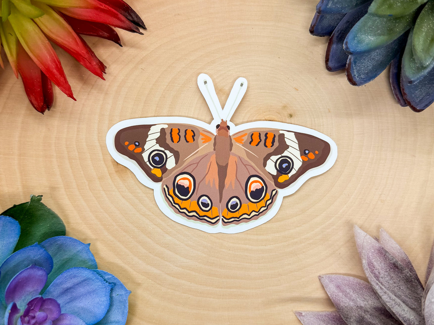 Common Buckeye Sticker