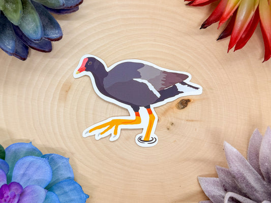 Common Gallinule Sticker