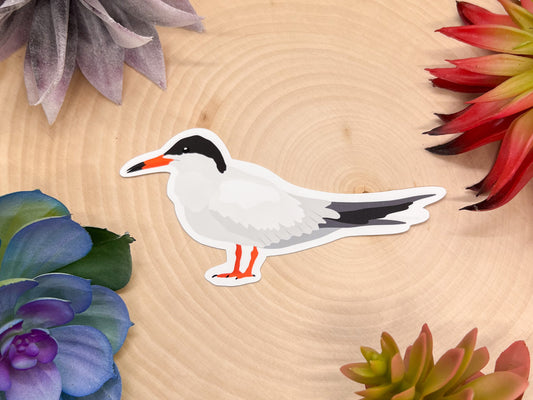 Common Tern Sticker