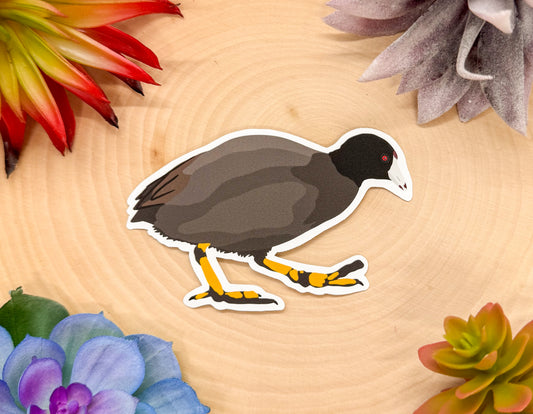 American Coot Sticker