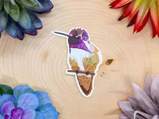 Costa's Hummingbird Sticker