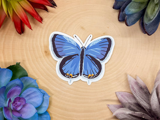 Eastern Tailed Blue Sticker