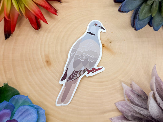 Eurasian Collared Dove Sticker