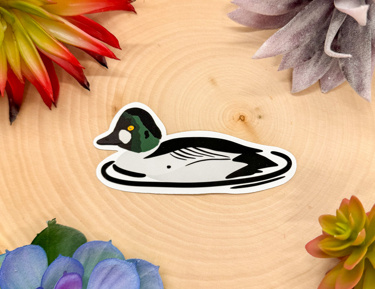 Common Goldeneye Sticker