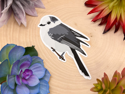 Gray Jay Sticker