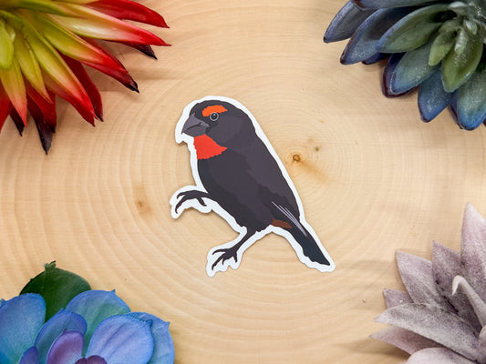 Greater Antillean Bullfinch Sticker