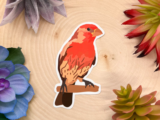 House Finch Sticker