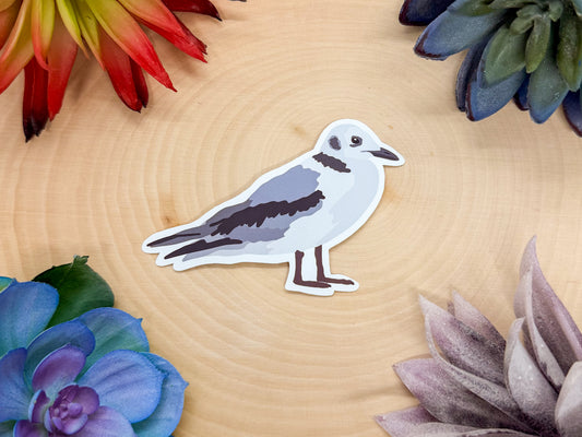 Black Legged Kittiwake Sticker