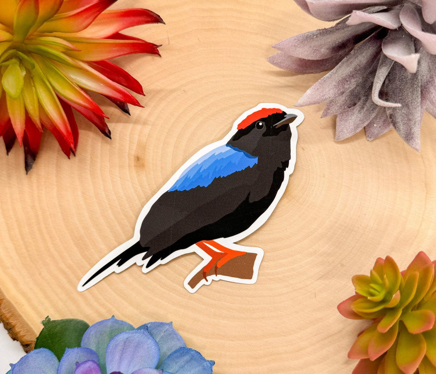 Lance Tailed Manakin Sticker