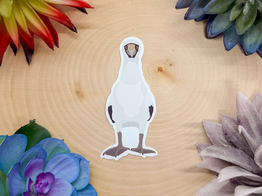 Masked Booby Sticker