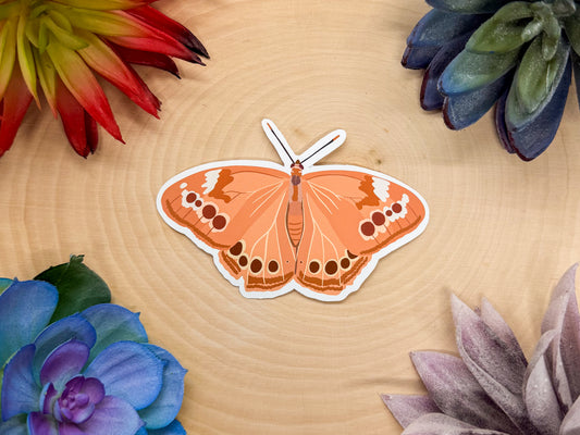 Northern Pearly Eye Sticker