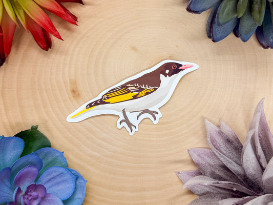 Painted Honeyeater Sticker