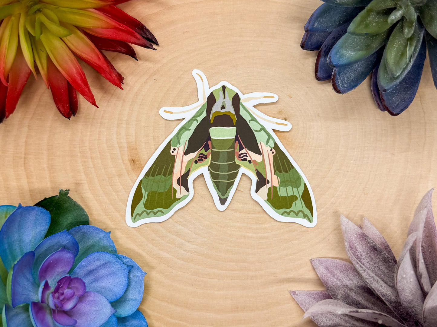 Pandorus Sphinx Sticker